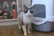 Alerta desaparecimento Gato cruzamento Macho, 12 anos Nemours França