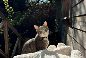 Alerta desaparecimento Gato Macho, 2 anos Malakoff França