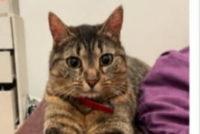 Alerta desaparecimento Gato Fêmea, 6 anos Fontenay-le-Fleury França