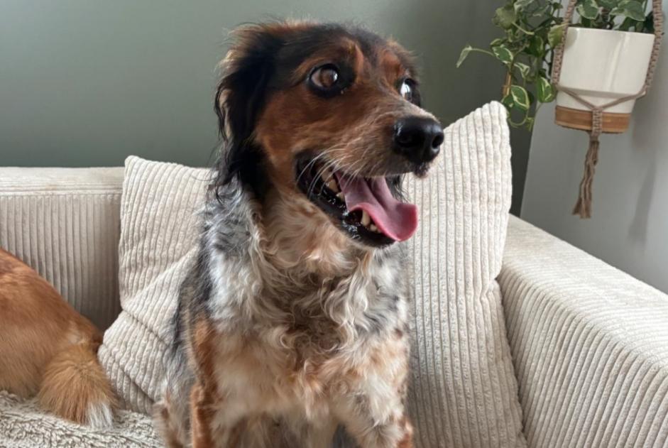 Alerta descoberta Cão cruzamento Fêmea Sundhoffen França