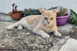 Alerta descoberta Gato Desconhecido Marolles-les-Braults França