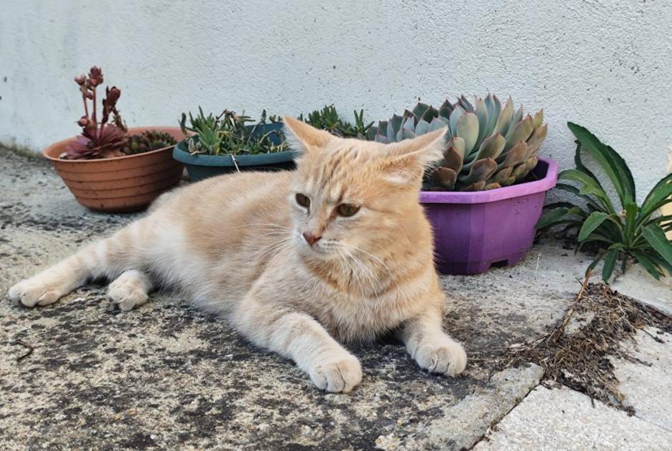 Alerta descoberta Gato Desconhecido Marolles-les-Braults França
