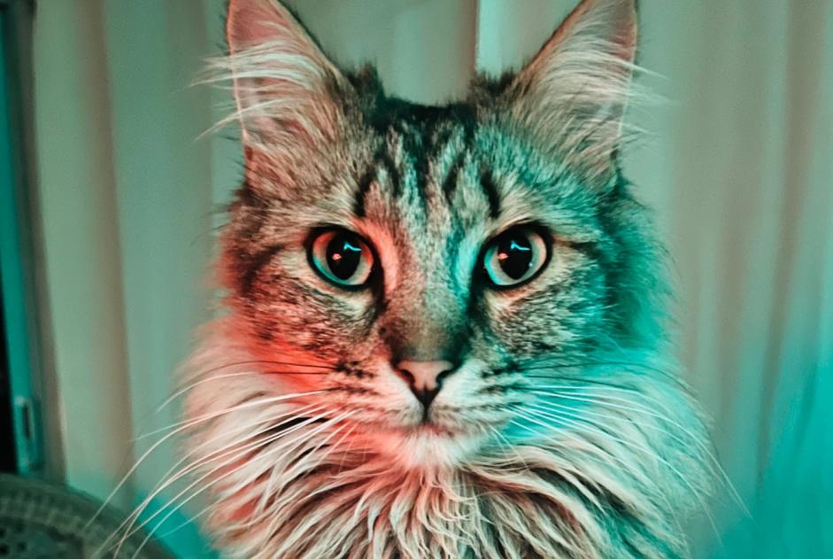 Alerta desaparecimento Gato cruzamento Macho , 2 anos Preuilly-la-Ville França
