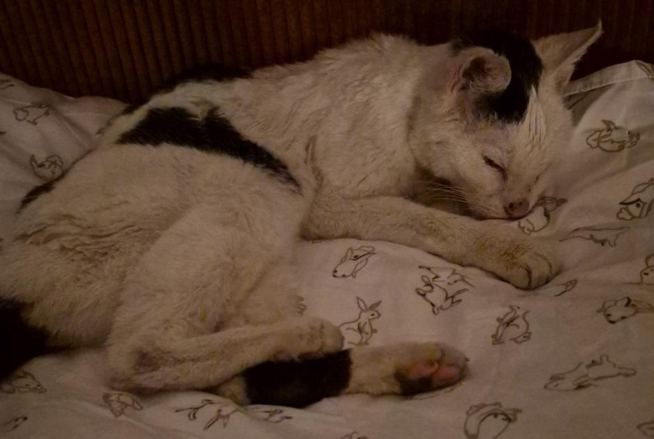 Alerta descoberta Gato Desconhecido Nantes França