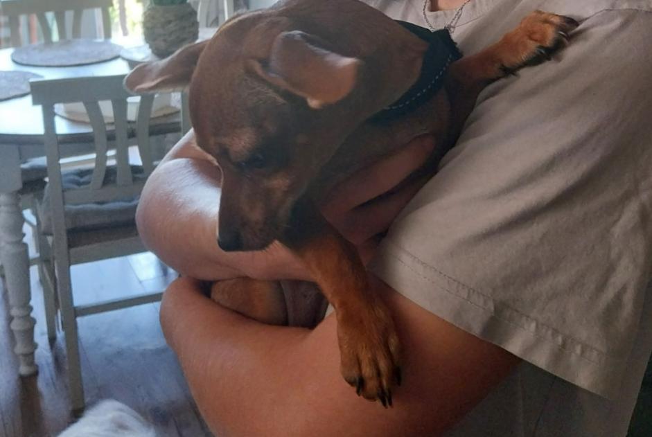 Alerta descoberta Cão  Fêmea Tartas França