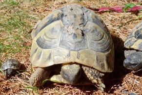 Alerta desaparecimento Tartaruga Fêmea, 2026 anos Larré França