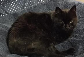 Alerta desaparecimento Gato Macho, 17 anos Thomery França