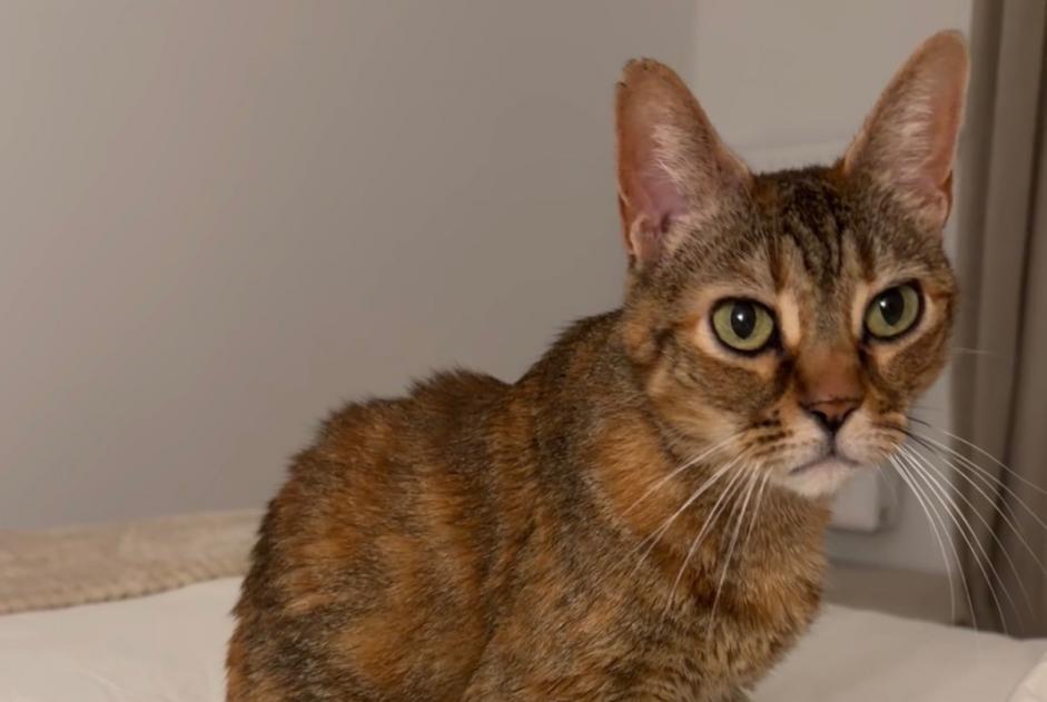 Alerta desaparecimento Gato Fêmea , 12 anos Boucau França