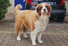 Alerta descoberta Cão Desconhecido Villeneuve-sur-Lot França