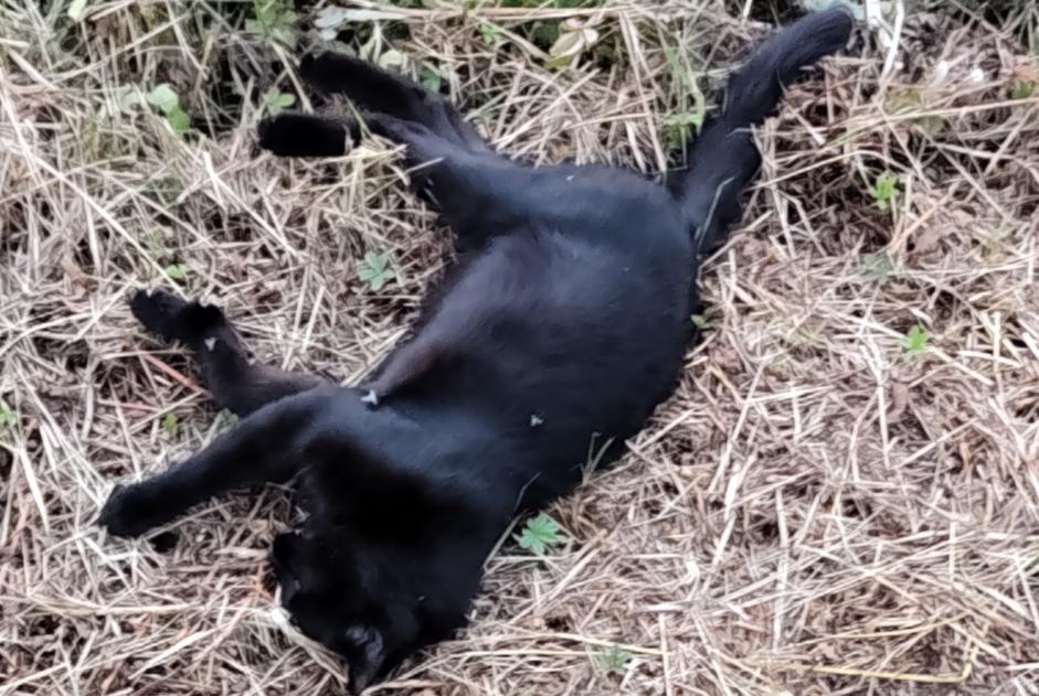 Alerta descoberta Gato Desconhecido La Ménitré França Alerta descoberta Gato Desconhecido La Ménitré França