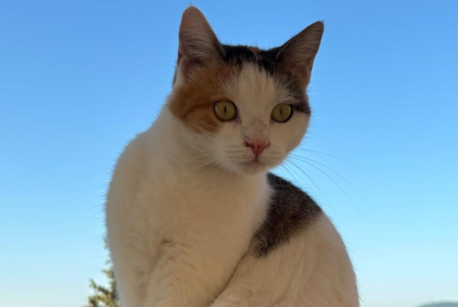 Alerta descoberta Gato Fêmea Contes França
