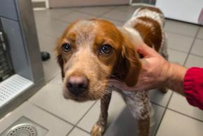 Alerta descoberta Cão Fêmea Maurs França