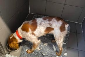 Alerta descoberta Cão Fêmea Maurs França