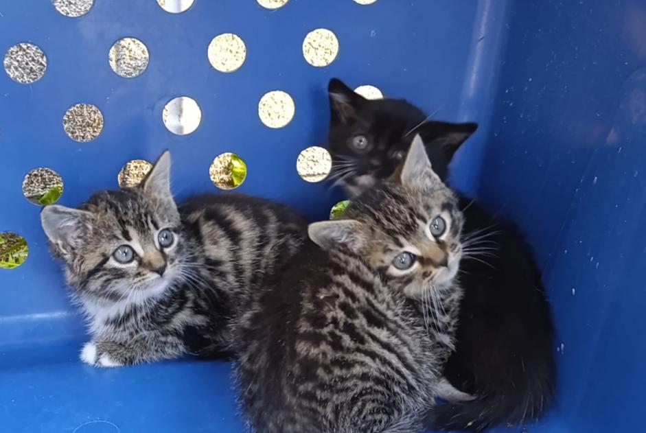 Alerta descoberta Gato Desconhecido Châteauneuf-sur-Loire França