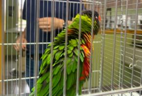 Alerta descoberta Pássaro Desconhecido Boulogne-sur-Gesse França