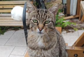 Alerta desaparecimento Gato Macho, 10 anos Longvillers França