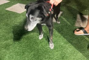 Alerta descoberta Cão Macho La Salvetat-Saint-Gilles França