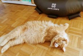 Alerta desaparecimento Gato Macho, 6 anos Toulouse França
