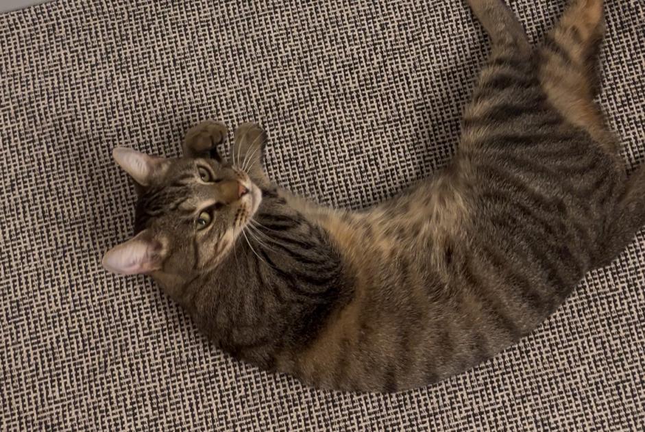 Alerta descoberta Gato  Macho , 2 anos Paris França