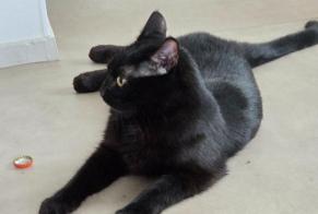 Alerta desaparecimento Gato Macho, 3 anos Annecy França