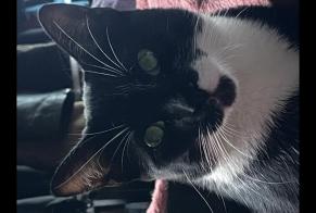Alerta desaparecimento Gato Fêmea, 1 anos Limas França