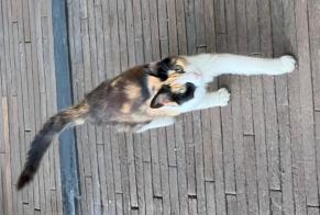 Alerta descoberta Gato Fêmea Chavannes-sur-Reyssouze França