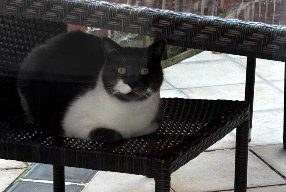 Alerta descoberta Gato Macho Douai França