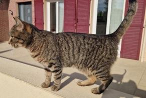 Alerta desaparecimento Gato Fêmea, 12 anos La Rivière-de-Corps França