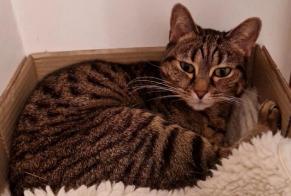 Alerta desaparecimento Gato Fêmea, 12 anos La Rivière-de-Corps França