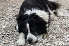 Alerta desaparecimento Cão Macho, 10 anos Malaucène França