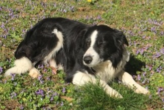 Alerta desaparecimento Cão  Macho , 10 anos Malaucène França