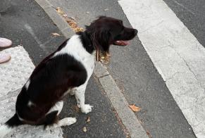 Alerta desaparecimento Cão Macho, 4 anos Écully França