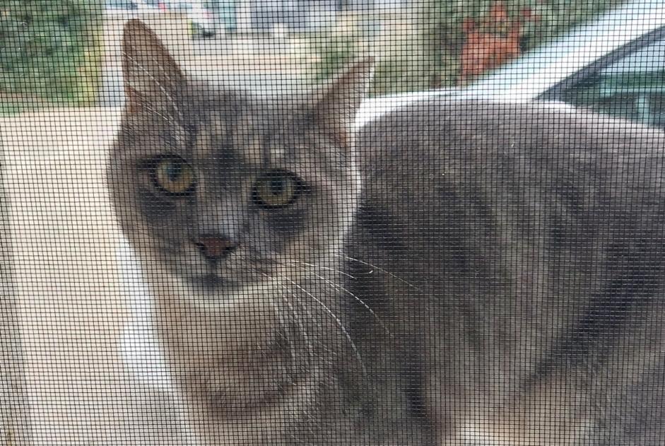 Alerta descoberta Gato  Fêmea Auchay-sur-Vendée França