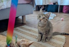 Alerta desaparecimento Gato Fêmea, 0 anos Villenave-d'Ornon França