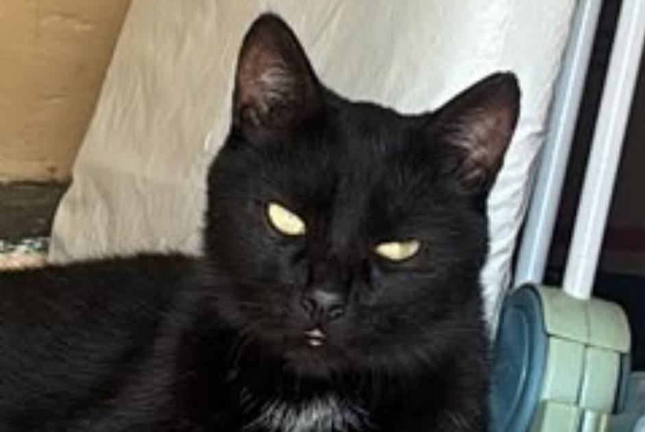 Alerta desaparecimento Gato Macho , 3 anos Cépie França