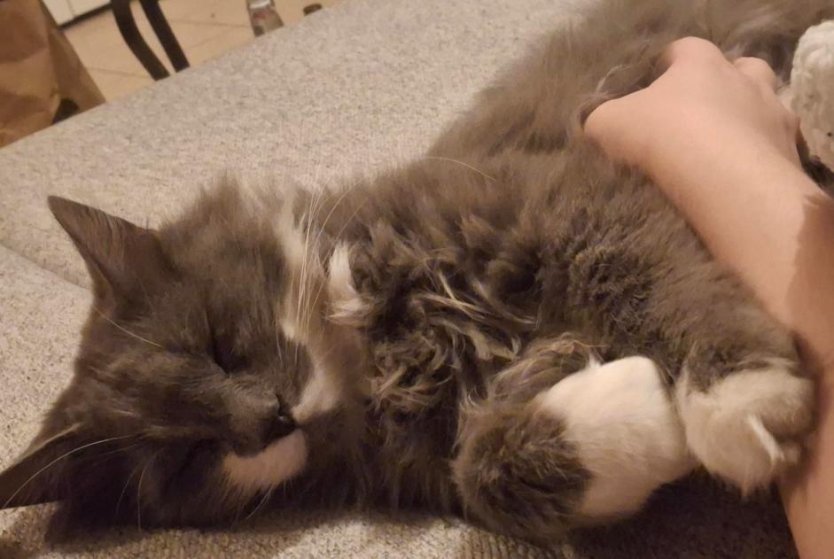Alerta desaparecimento Gato Macho , 5 anos Champhol França