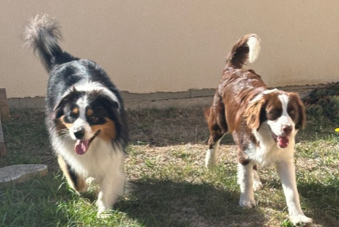 Alerta descoberta Cão  Macho Verdilly França