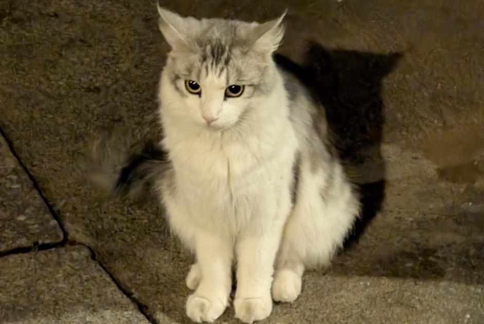 Alerta descoberta Gato Desconhecido , 2 anos Avignon França