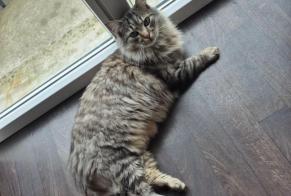 Alerta desaparecimento Gato cruzamento Macho, 4 anos Fréhel França