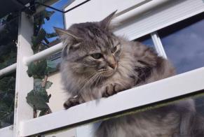 Alerta desaparecimento Gato cruzamento Macho, 4 anos Fréhel França