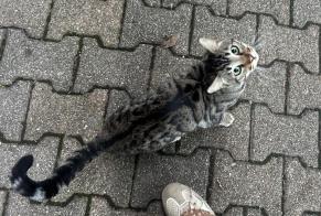 Alerta descoberta Gato Desconhecido Feyzin França