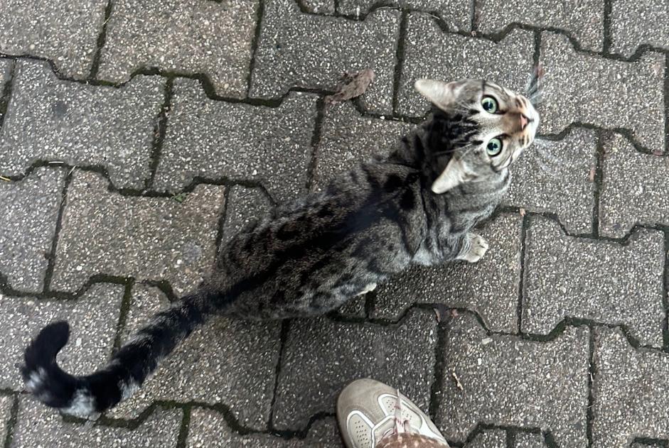Alerta descoberta Gato Desconhecido Feyzin França