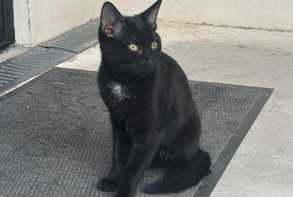 Alerta descoberta Gato  Macho Allonnes França