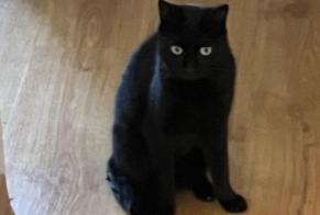 Alerta desaparecimento Gato Fêmea, 2 anos Bordeaux França