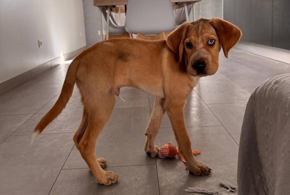 Alerta descoberta Cão Macho Rognac França