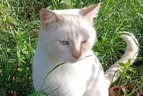 Alerta descoberta Gato Macho Vénissieux França