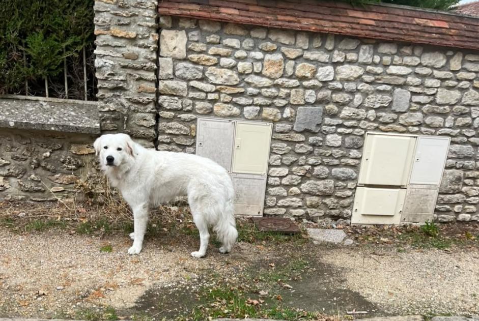 Alerta descoberta Cão  Desconhecido Barbizon França