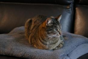 Alerta desaparecimento Gato Fêmea, 3 anos Avrainville França
