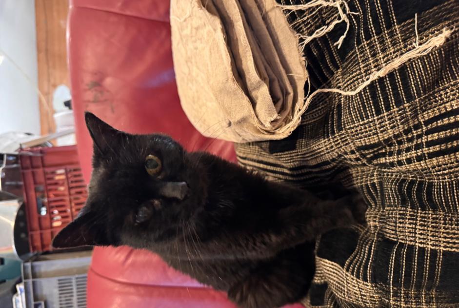 Alerta descoberta Gato  Fêmea Brou França
