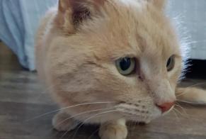 Alerta desaparecimento Gato Macho, 19 anos Auxerre França